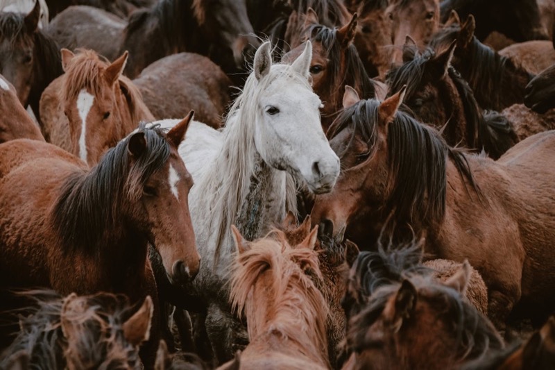 A herd of horses in the field — spot the lead mare and you've found your Domain Admin
